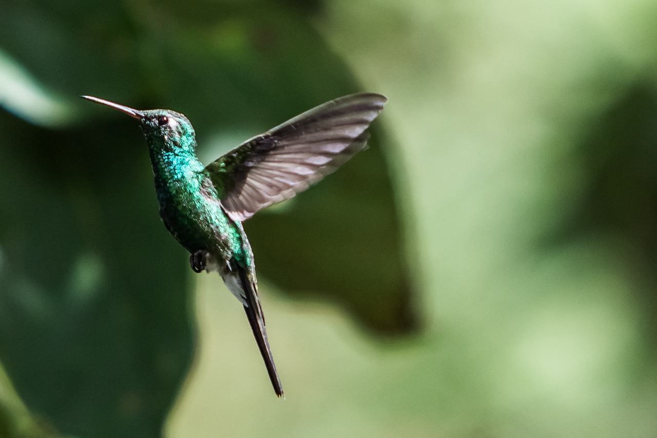 Top 10 Garden Plants for Hummingbird Attraction